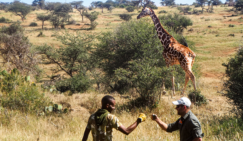two men fist bump while a giraffe runs free in the background